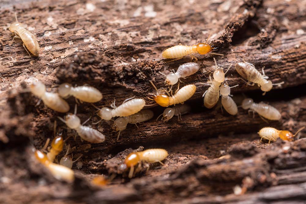 Termites found while preforming home inspection services