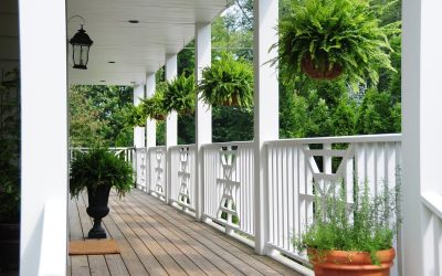 Add Life to Your Entryway: 4 Plants for the Front Porch