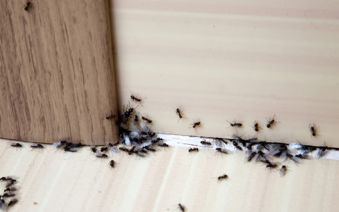 5 Tips to Get Rid of Ants in Your House